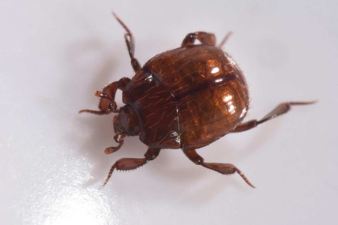 Histeridae: Haeterius ferrugineus? S, maschio